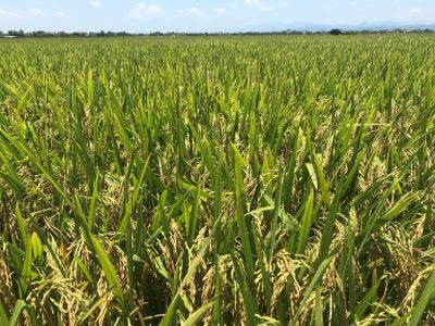 Kỹ thuật gieo trồng giống lúa mới QS33 cho Nam Trung Bộ
