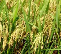 Kỹ thuật gieo trồng giống lúa mới QS447 cho vùng Trung Trung Bộ