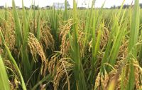 Kỹ thuật gieo trồng giống lúa mới QS88 cho Nam Trung Bộ