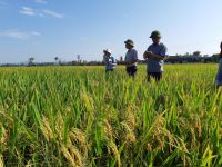 Kỹ thuật gieo trồng giống lúa mới QS12 cho vùng Trung Trung Bộ