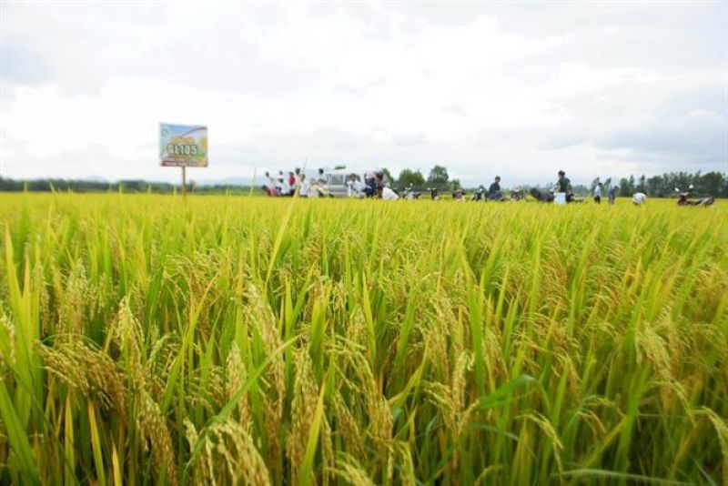 Surprise with yield of GL105 rice variety