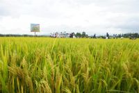 Surprise with yield of GL105 rice variety