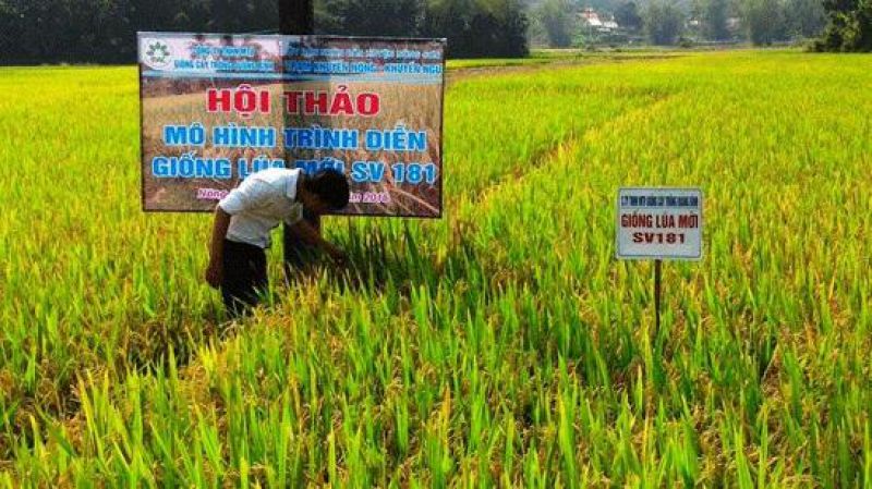 Perspective rice variety on poor soil Nongson
