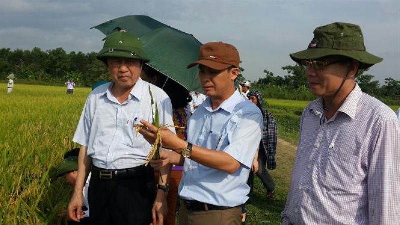 High quality rice varieties on large scale fields
