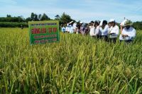 Quangngai: SV181 - New perspective rice variety