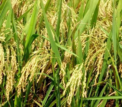 Kỹ thuật gieo trồng giống lúa mới QS447 cho Nam Trung Bộ