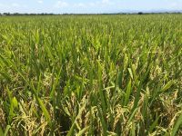 Kỹ thuật gieo trồng giống lúa mới QS33 cho vùng Trung Trung Bộ