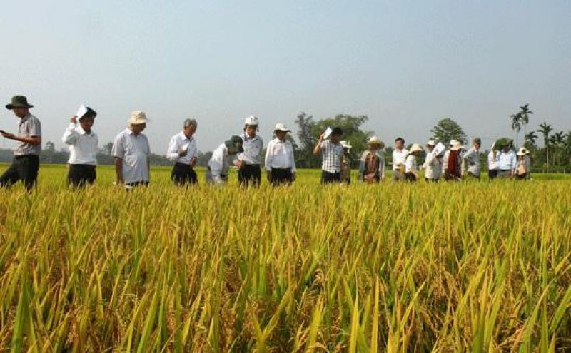New rice variety GL105 gives high yielding 70 quintal/ha