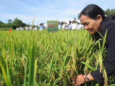 Giống lúa SV 181: Tiềm năng trên mọi vùng đất