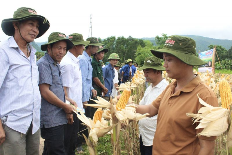 Quảng Bình: Nông dân thăm đồng, đánh giá bất ngờ với giống ngô, giống lúa mới