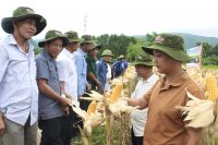 Quảng Bình: Nông dân thăm đồng, đánh giá bất ngờ với giống ngô, giống lúa mới