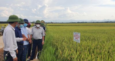 Giống lúa LTH31 bội thu ở Quảng Bình