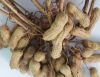 GIỐNG LẠC NĂNG SUẤT CAO SVL1