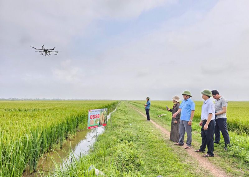 Quảng Bình: Dùng máy bay không người lái phun phân bón hữu cơ giúp lúa trổ tập trung, tăng năng suất