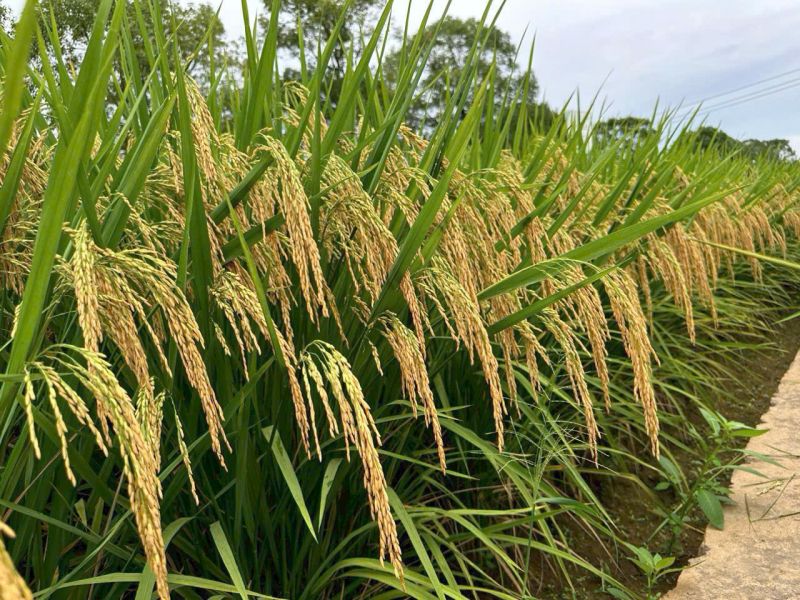 Giống lúa QC11