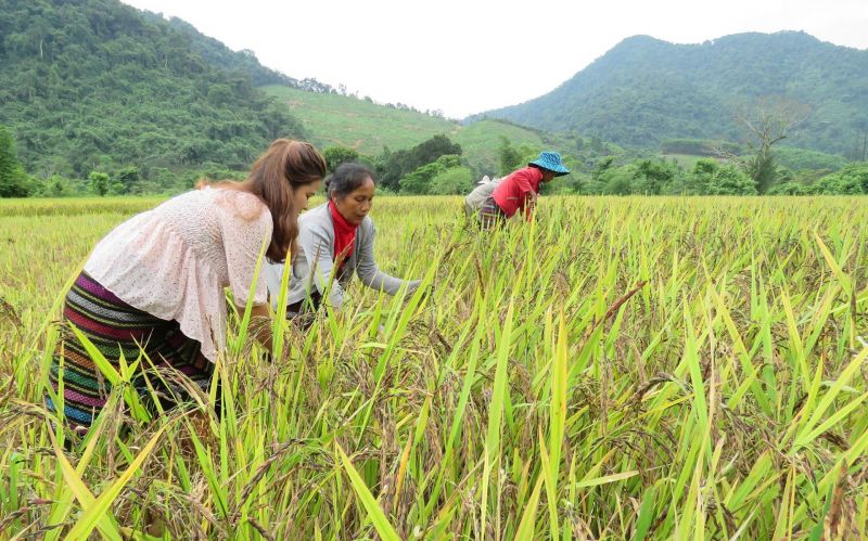 Bảo tồn, mở rộng sản xuất giống lúa nếp than