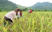 Bảo tồn, mở rộng sản xuất giống lúa nếp than