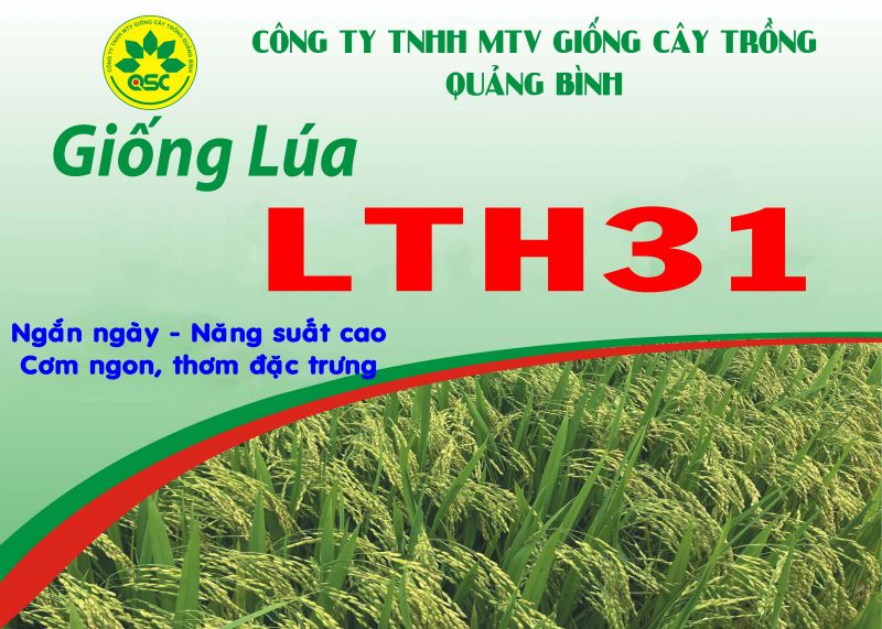 GIỐNG LÚA LTH31