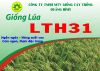 GIỐNG LÚA LTH31