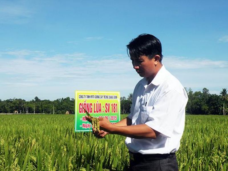 Triển vọng giống lúa thơm SV181