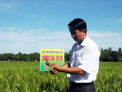 Triển vọng giống lúa thơm SV181