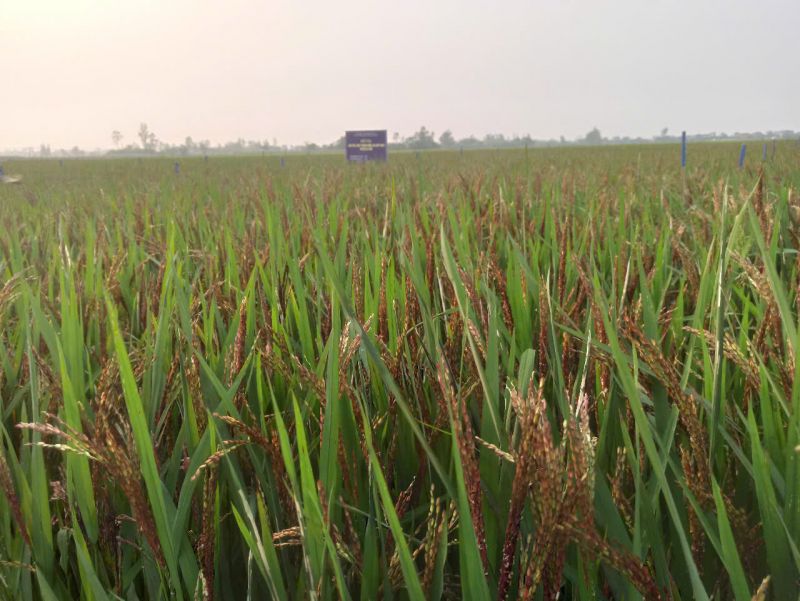 Giống lúa nếp than
