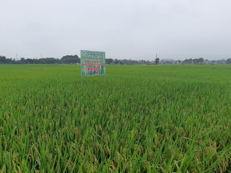 Giống lúa lai 3 dòng chất lượng cao KH336