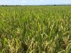 Kỹ thuật gieo trồng giống lúa mới QS33 cho Bắc Trung Bộ &amp; Miền Bắc