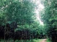 Kỹ thuật trồng rừng phòng hộ mang lại hiệu quả kinh tế cao