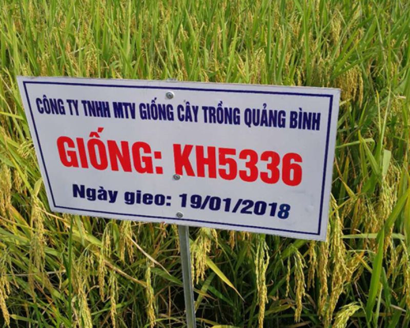 Kỹ thuật gieo trồng giống lúa lai KH336 cho Bắc Trung Bộ &amp; Miền Bắc